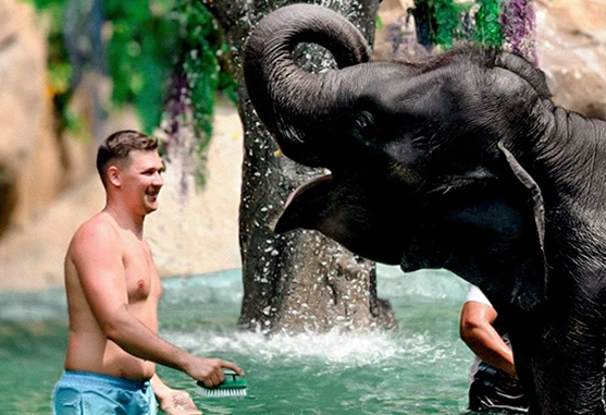 Phuket Moutain Elephant Care - Fun Program