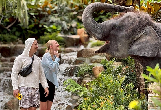 Phuket Moutain Elephant Care - Feed Photo Waterfall Program
